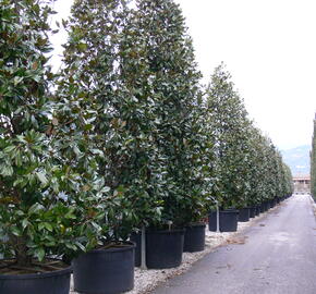 Šácholan velkokvětý 'Gallissoniensis' - Magnolia grandiflora 'Gallissoniensis'