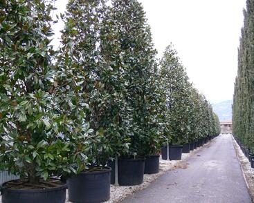 Šácholan velkokvětý 'Gallissoniensis'