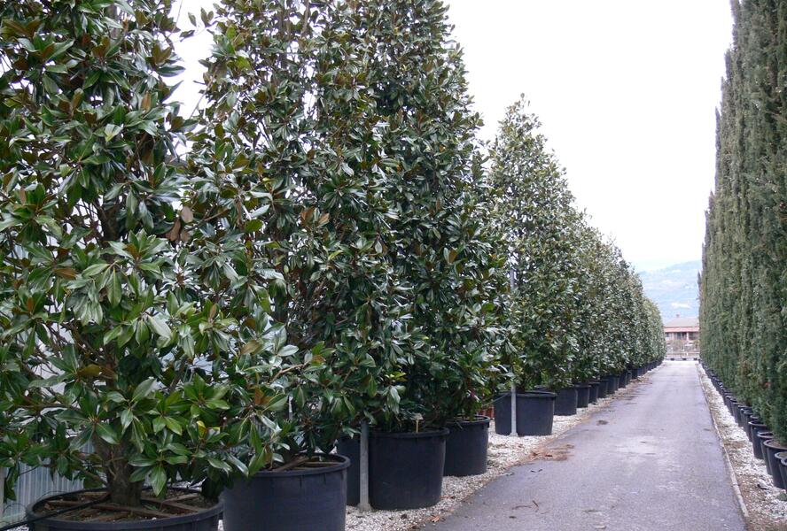 Šácholan velkokvětý 'Gallissoniensis' - Magnolia grandiflora 'Gallissoniensis'