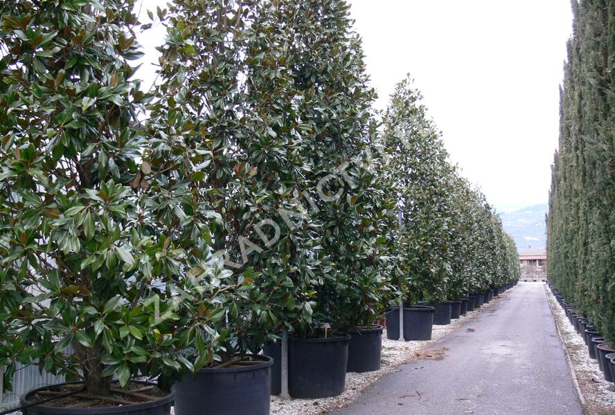 Šácholan velkokvětý 'Gallissoniensis' - Magnolia grandiflora 'Gallissoniensis'