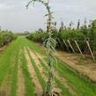 Cedr libanonský 'Glauca Pendula' - Cedrus libani 'Glauca Pendula'