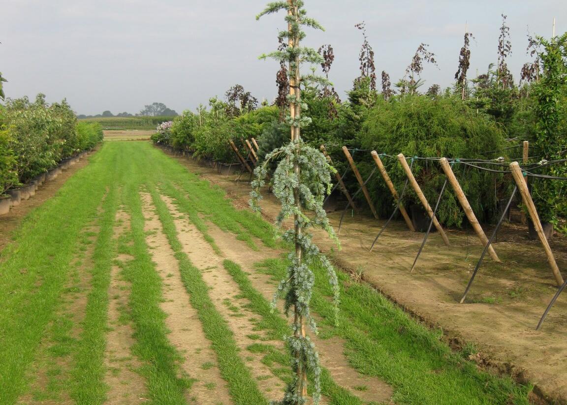 Cedr libanonský 'Glauca Pendula' - Cedrus libani 'Glauca Pendula'
