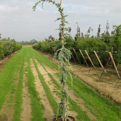 Cedr libanonský 'Glauca Pendula' - Cedrus libani 'Glauca Pendula'
