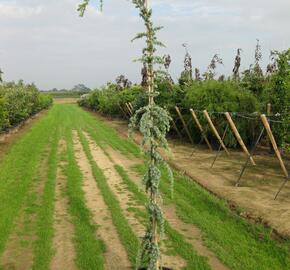 Cedr libanonský 'Glauca Pendula' - Cedrus libani 'Glauca Pendula'