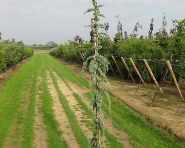 Cedr libanonský 'Glauca Pendula'