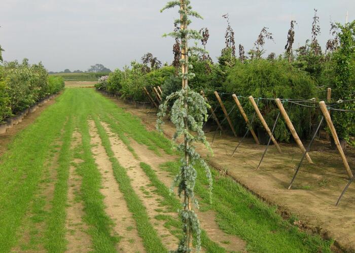 Cedr libanonský 'Glauca Pendula' - Cedrus libani 'Glauca Pendula'