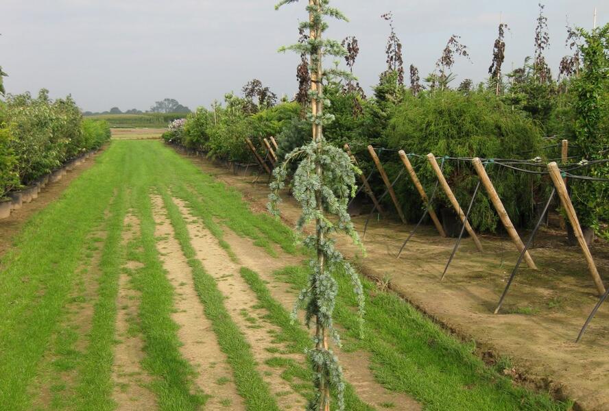 Cedr libanonský 'Glauca Pendula' - Cedrus libani 'Glauca Pendula'