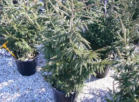 Smrk východní 'Aureospicata' - Picea orientalis 'Aureospicata'
