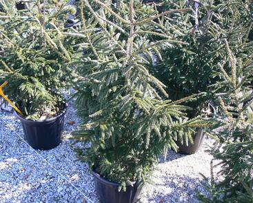 Smrk východní 'Aureospicata'