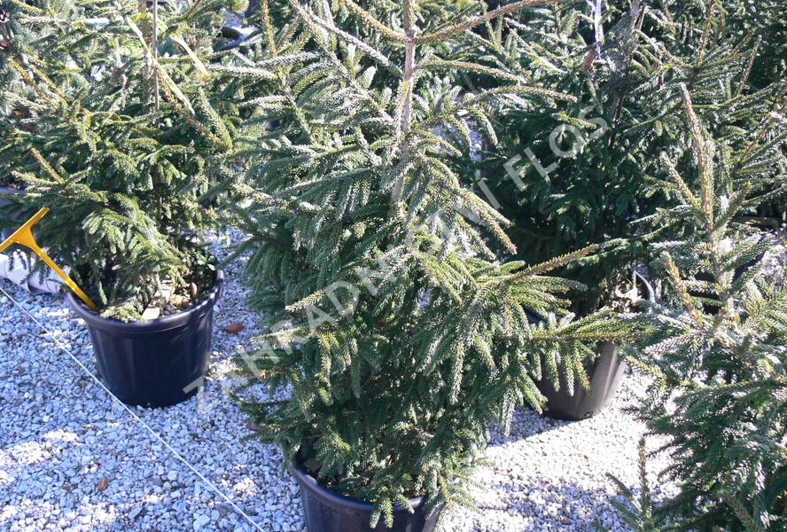 Smrk východní 'Aureospicata' - Picea orientalis 'Aureospicata'