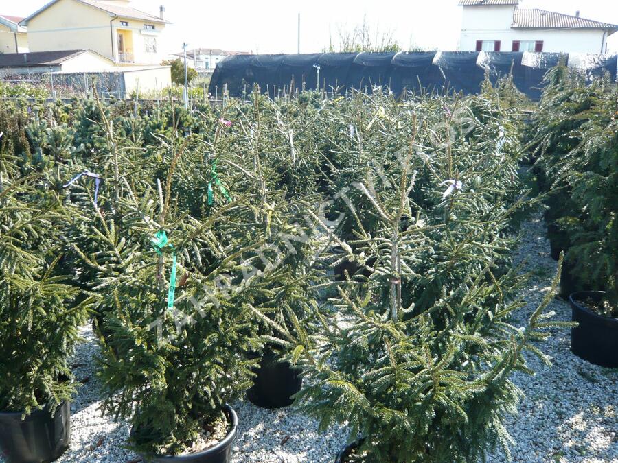 Smrk východní 'Aureospicata' - Picea orientalis 'Aureospicata'