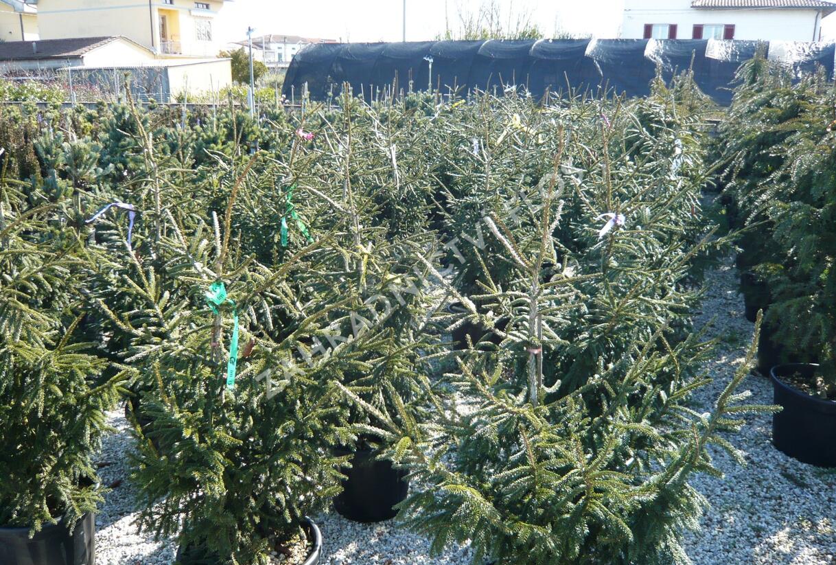 Smrk východní 'Aureospicata' - Picea orientalis 'Aureospicata'