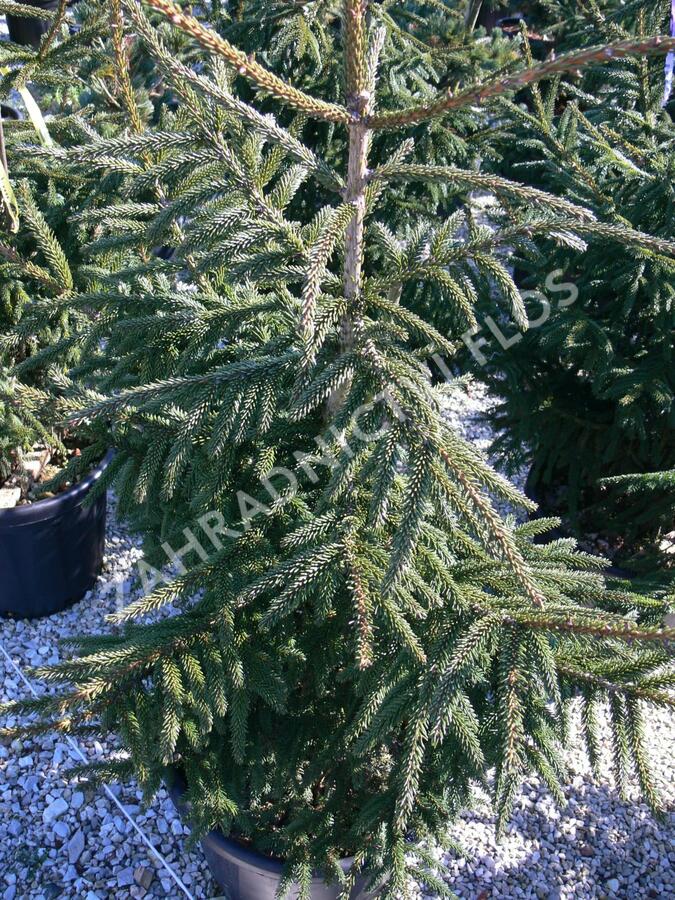 Smrk východní 'Aureospicata' - Picea orientalis 'Aureospicata'
