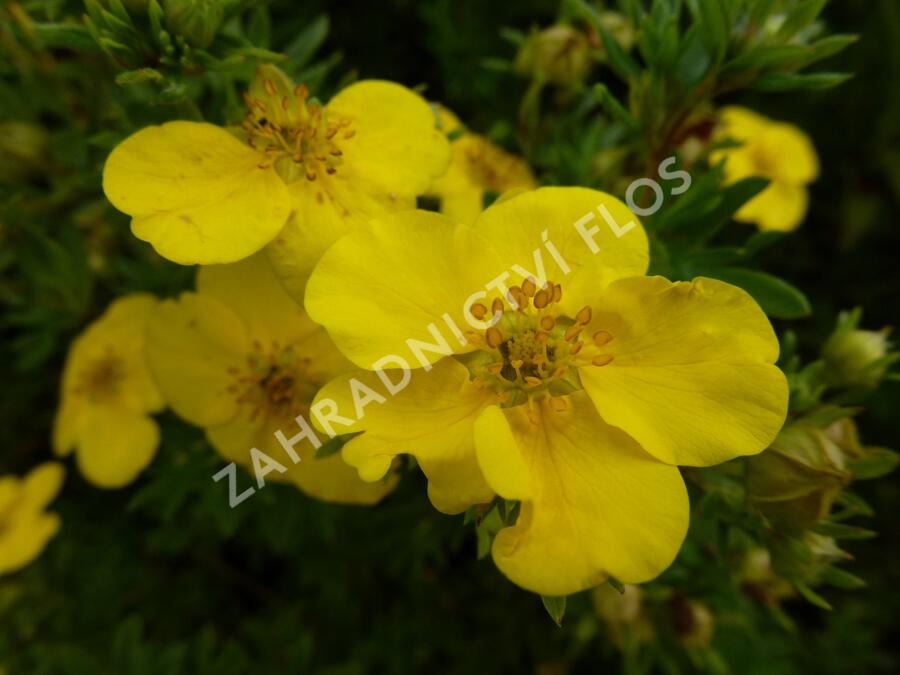 Mochna křovitá 'Goldfinger' - Potentilla fruticosa 'Goldfinger'