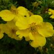 Mochna křovitá 'Goldfinger' - Potentilla fruticosa 'Goldfinger'