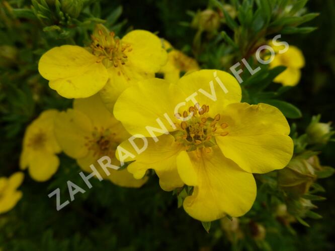 Mochna křovitá 'Goldfinger' - Potentilla fruticosa 'Goldfinger'