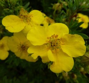 Mochna křovitá 'Goldfinger' - Potentilla fruticosa 'Goldfinger'