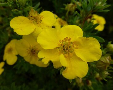 Mochna křovitá 'Goldfinger'