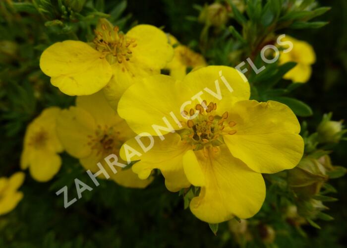 Mochna křovitá 'Goldfinger' - Potentilla fruticosa 'Goldfinger'
