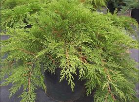 Mikrobiota křižmovstřícná - Microbiota decussata