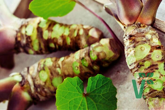 Wasabi 'Mephisto Red' - Wasabia japonica 'Mephisto Red'