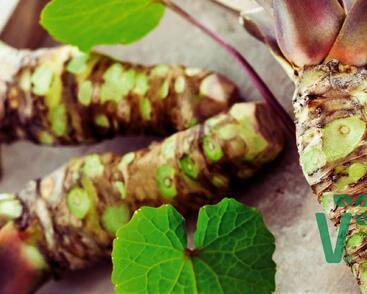 Wasabi 'Mephisto Red'