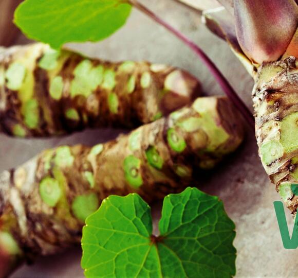 Wasabi Zahradnictví FLOS