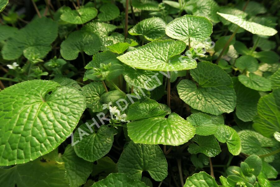 Wasabi 'Mephisto Red' - Wasabia japonica 'Mephisto Red'