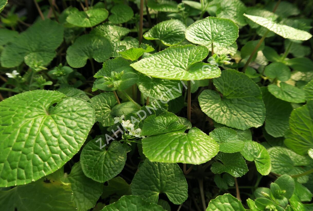 Wasabi 'Mephisto Red' - Wasabia japonica 'Mephisto Red'