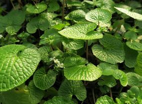 Wasabi 'Mephisto Red' - Wasabia japonica 'Mephisto Red'
