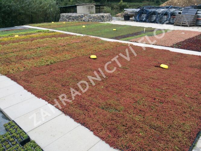 Rozchodník mix - Sedum mix