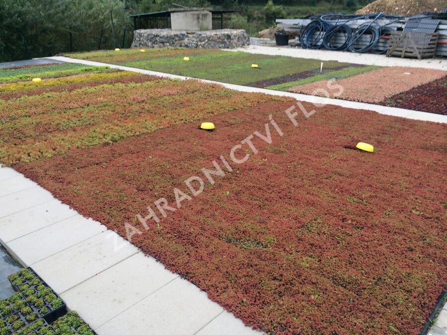 Rozchodník mix - Sedum mix