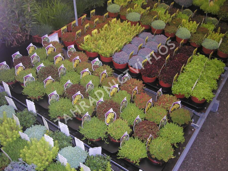 Rozchodník mix - Sedum mix