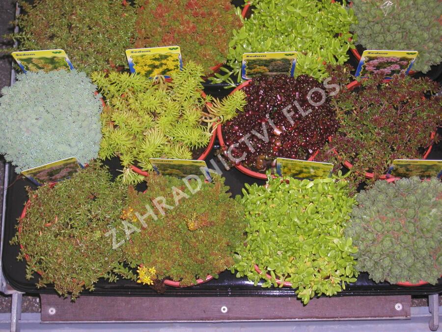 Rozchodník mix - Sedum mix