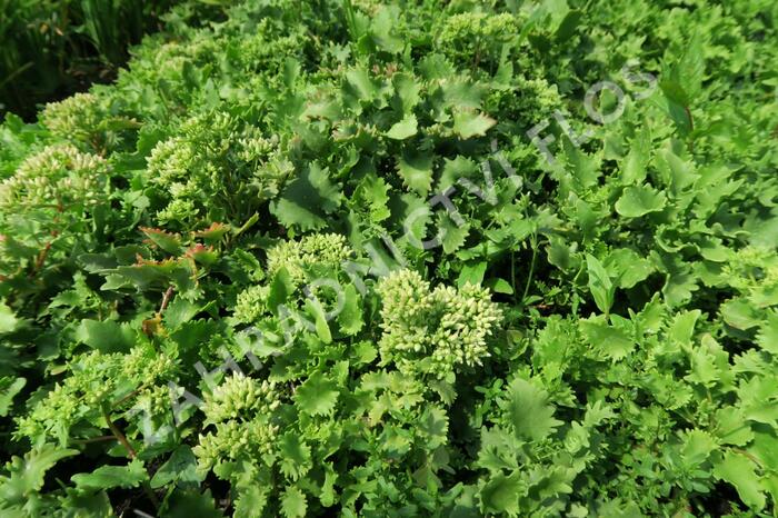 Rozchodník topololistý - Sedum populifolium