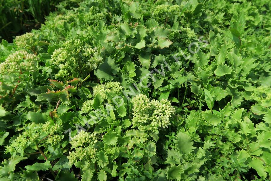 Rozchodník topololistý - Sedum populifolium