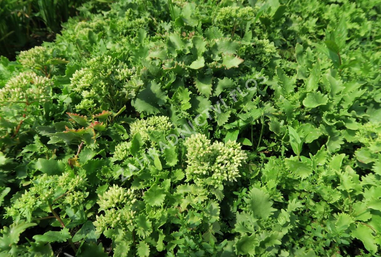 Rozchodník topololistý - Sedum populifolium