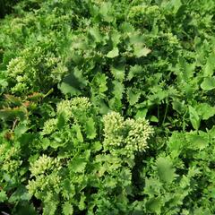 Rozchodník topololistý - Sedum populifolium