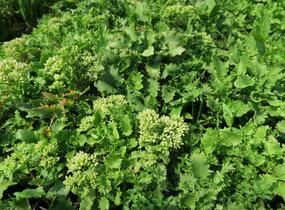Rozchodník topololistý - Sedum populifolium