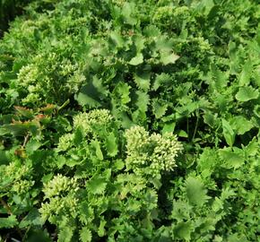 Rozchodník topololistý - Sedum populifolium