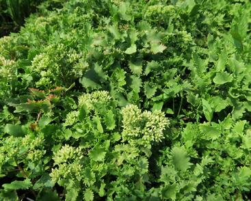 Rozchodník topololistý