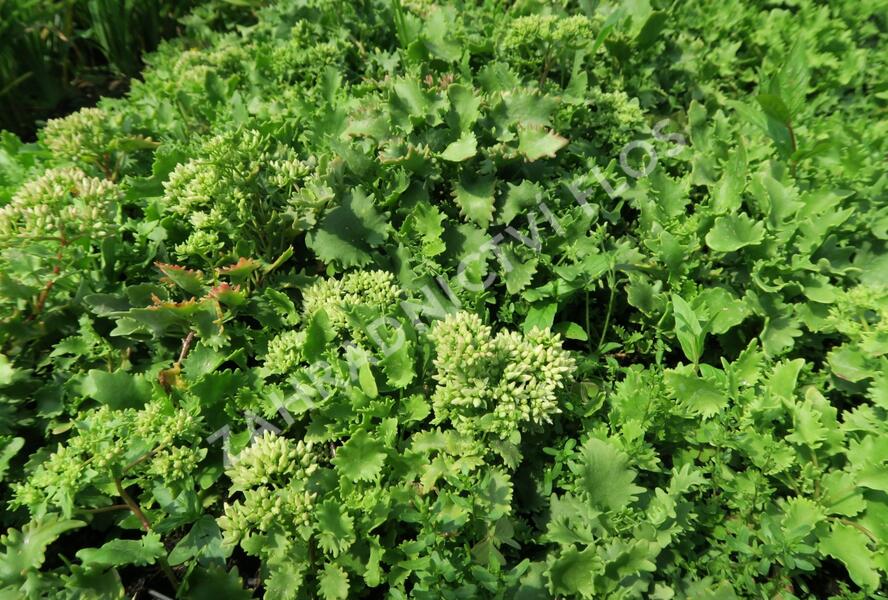Rozchodník topololistý - Sedum populifolium
