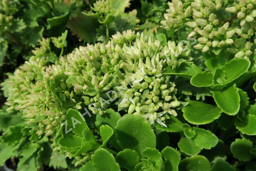 Rozchodník topololistý - Sedum populifolium