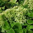 Rozchodník topololistý - Sedum populifolium