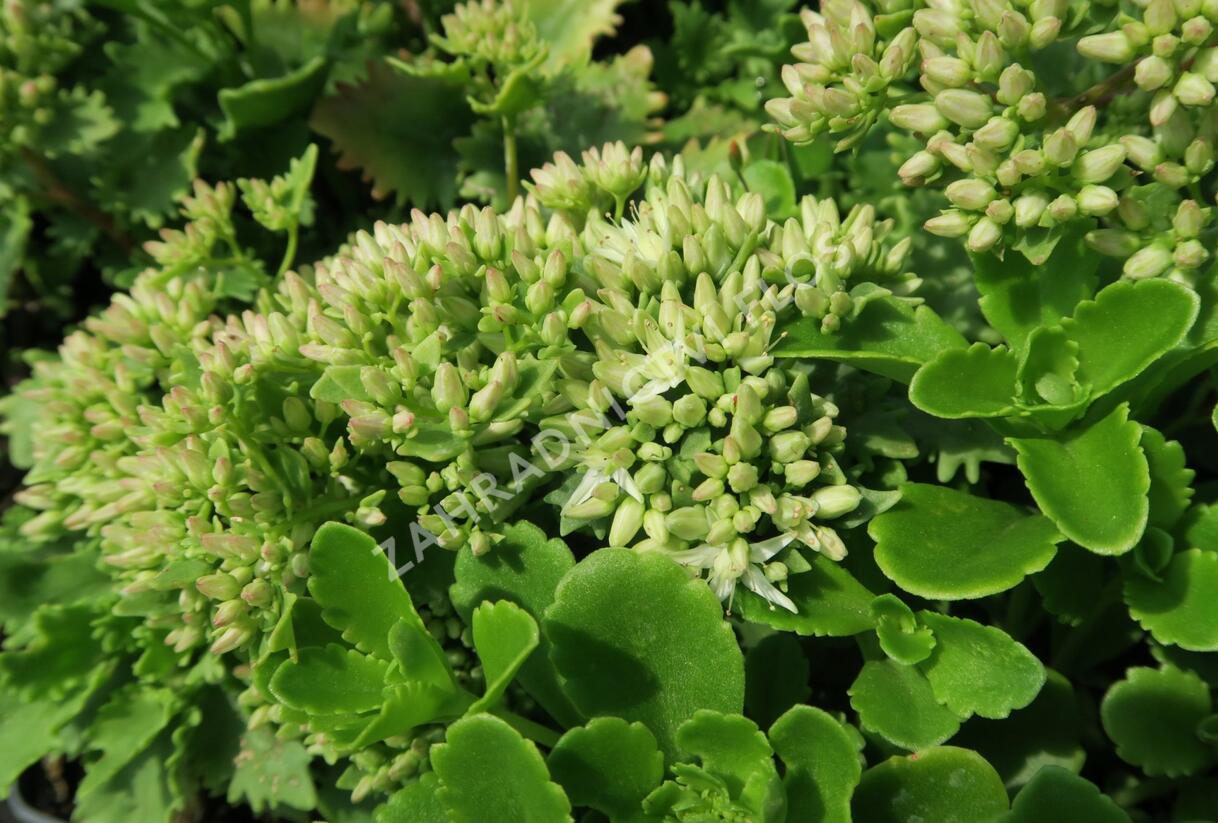 Rozchodník topololistý - Sedum populifolium