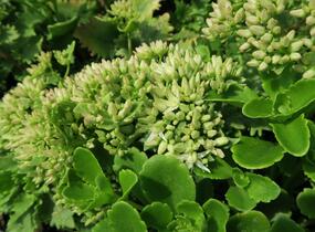 Rozchodník topololistý - Sedum populifolium
