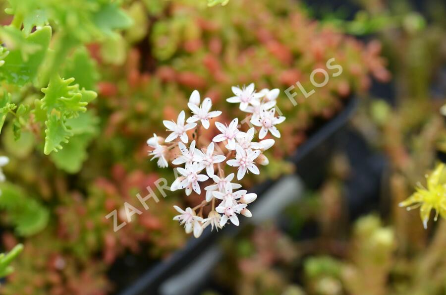 Rozchodník topololistý - Sedum populifolium