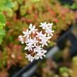 Rozchodník topololistý - Sedum populifolium