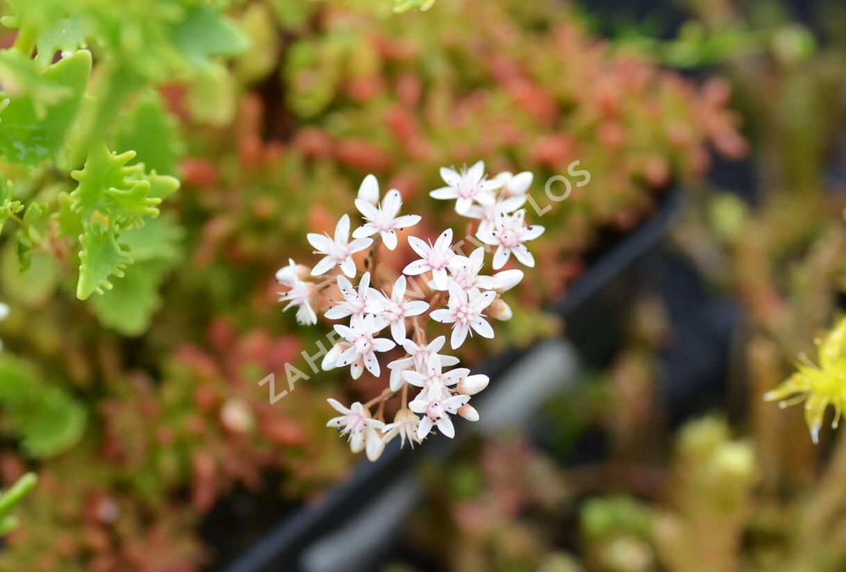 Rozchodník topololistý - Sedum populifolium