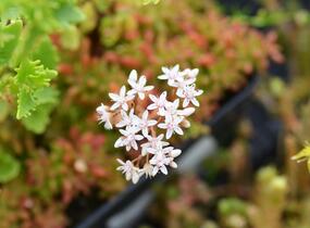 Rozchodník topololistý - Sedum populifolium